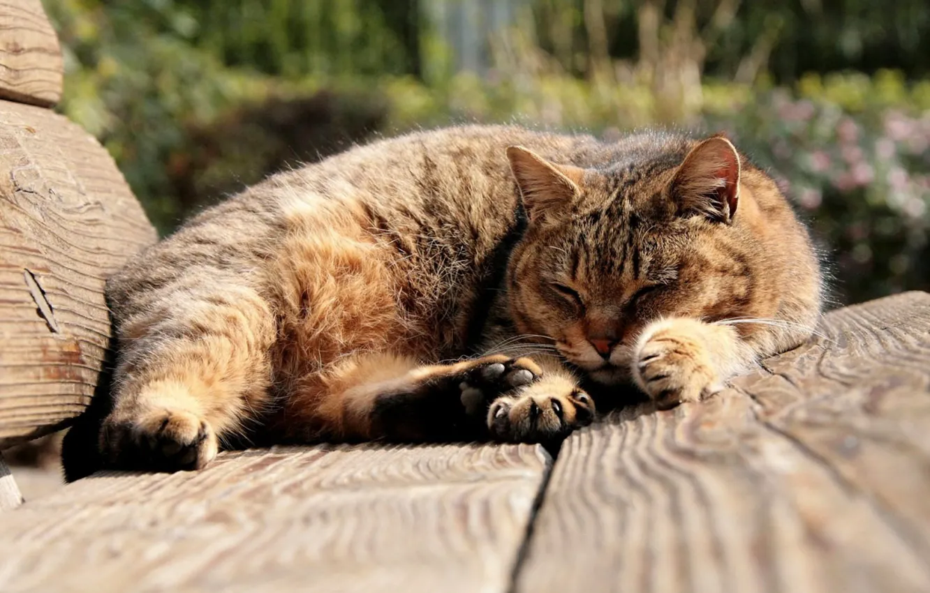 Photo wallpaper sleeping, tabby cat, on the bench