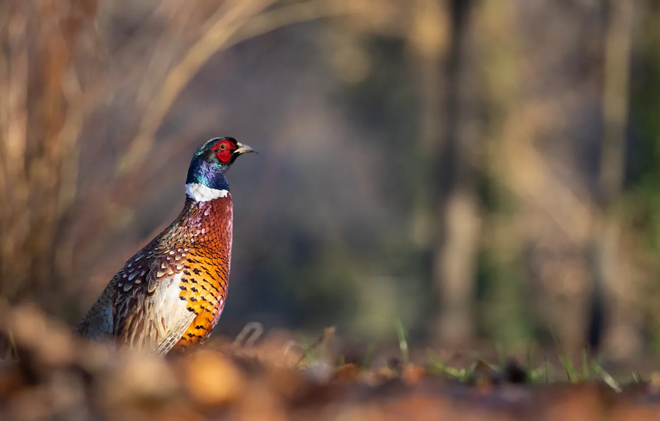 Photo wallpaper forest, bird, bokeh, pheasant