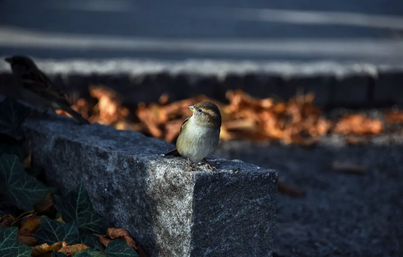 Photo wallpaper nature, bird, Sparrow