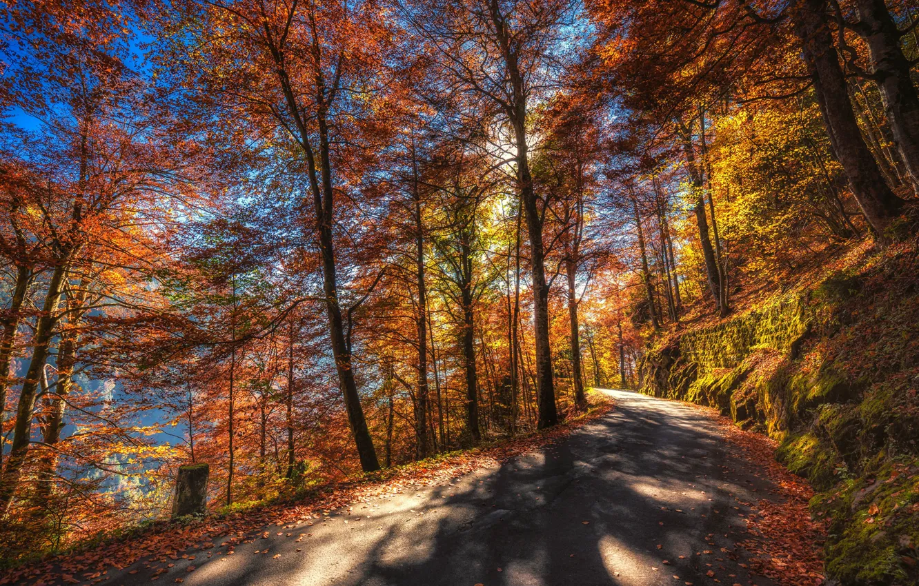 Photo wallpaper road, autumn, forest, leaves, the sun, trees, mountains, moss