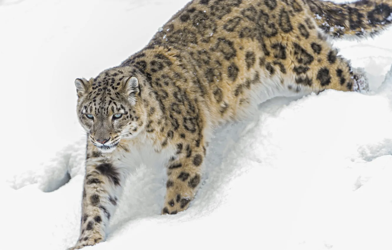 Photo wallpaper winter, cat, snow, IRBIS, snow leopard, ©Tambako The Jaguar