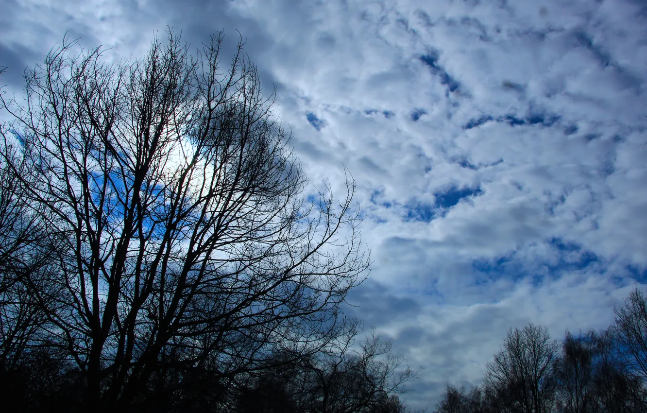 Photo wallpaper sky, cloud, tree, sun