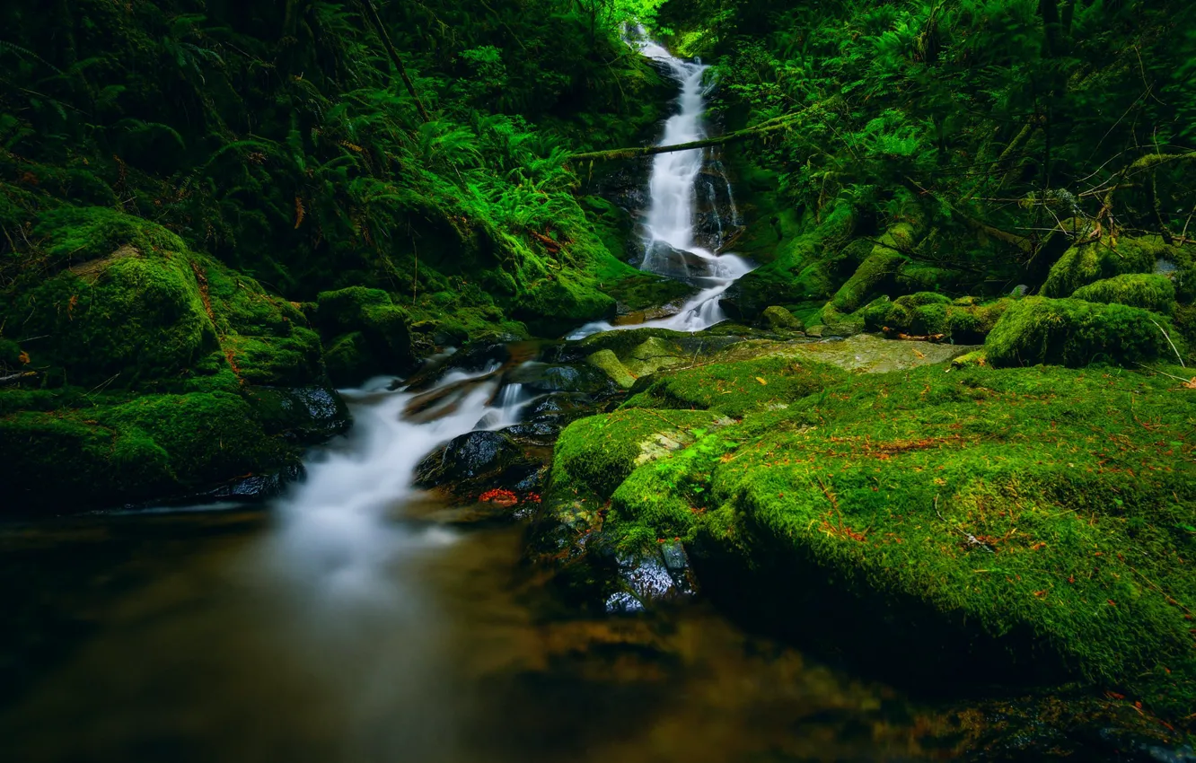 Photo wallpaper greens, leaves, thickets, waterfall, moss