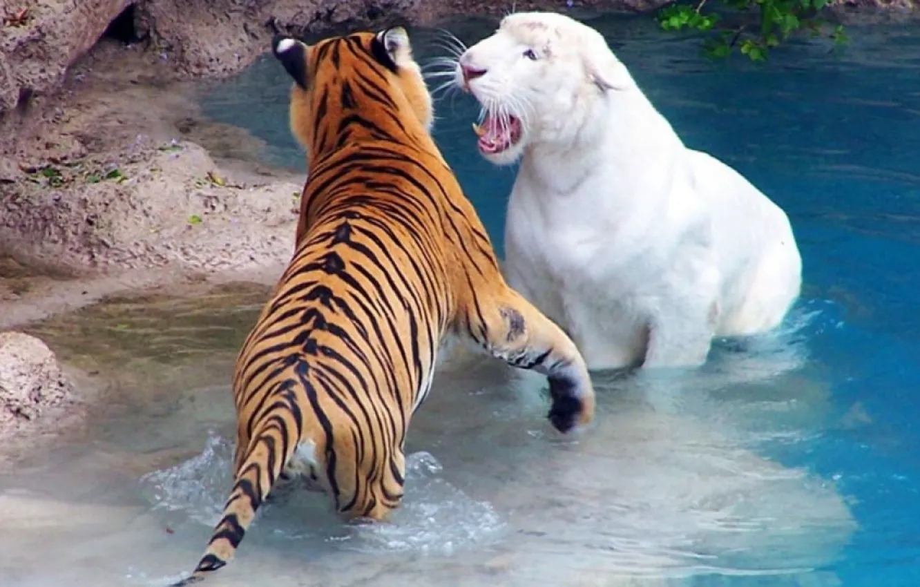 Photo wallpaper animals, stripes, big cats, white tigers