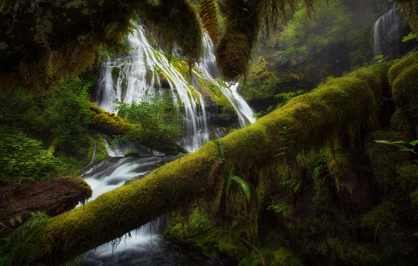 Photo wallpaper forest, trees, nature, river, waterfall, threads