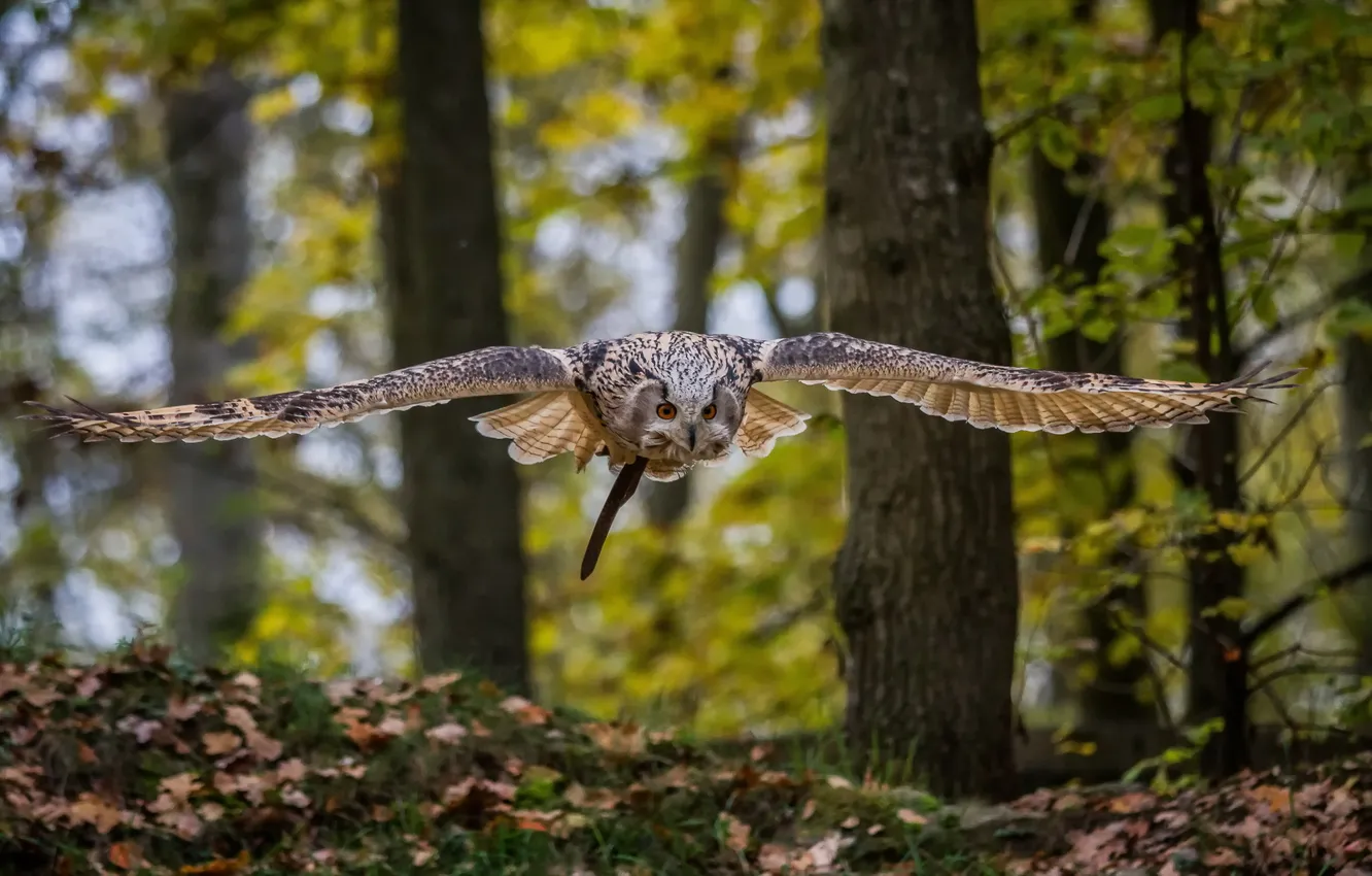 Photo wallpaper owl, bird, flight