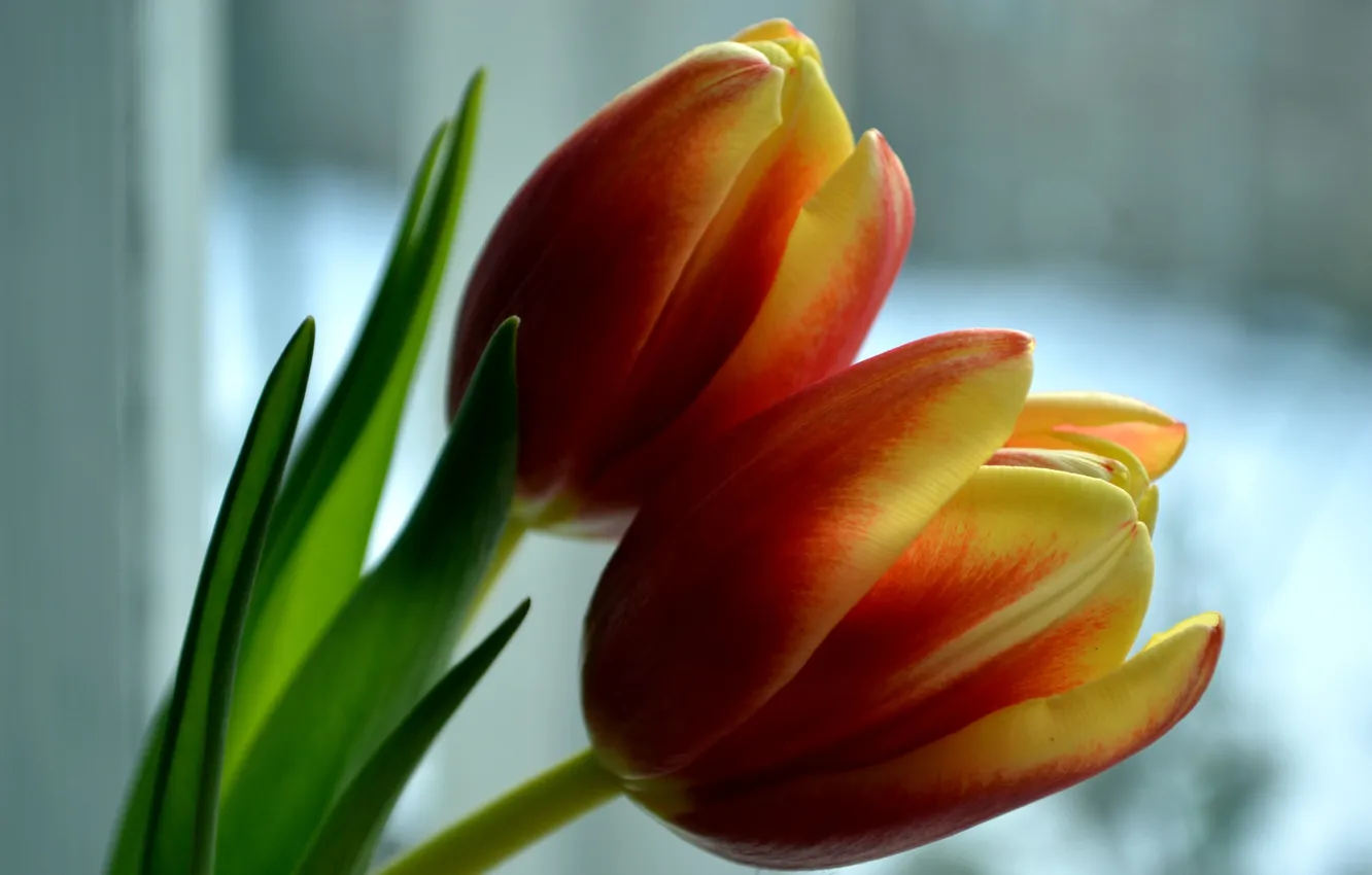 Photo wallpaper flowers, petals, tulips