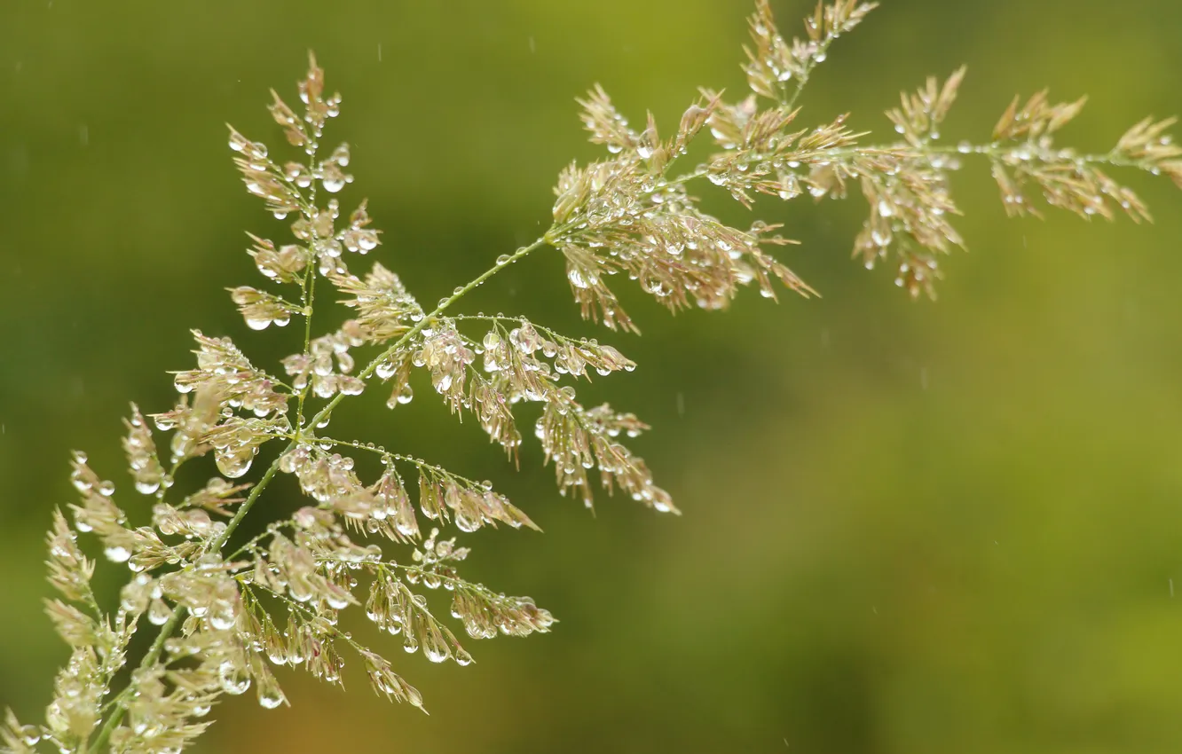 Photo wallpaper grass, drops, blades