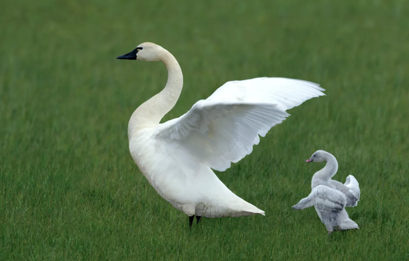 Photo wallpaper white, grass, green, background, bird, glade, wings, swans