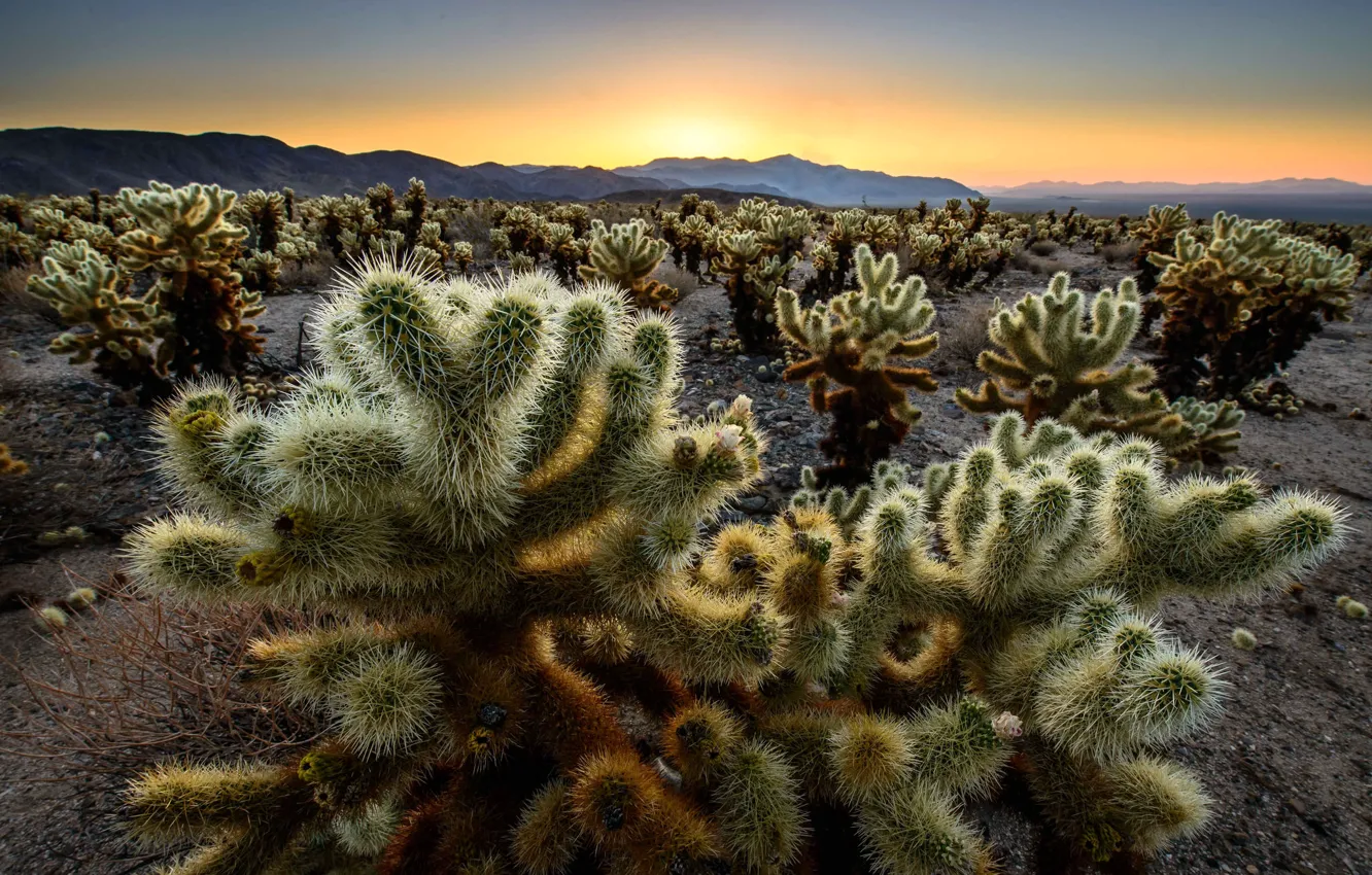 Photo wallpaper trees, mountains, cactus, CA, glow, USA, the bushes, Joshua Trees National Park