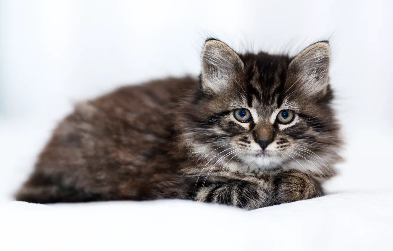 Photo wallpaper cat, look, lies, kitty, light background