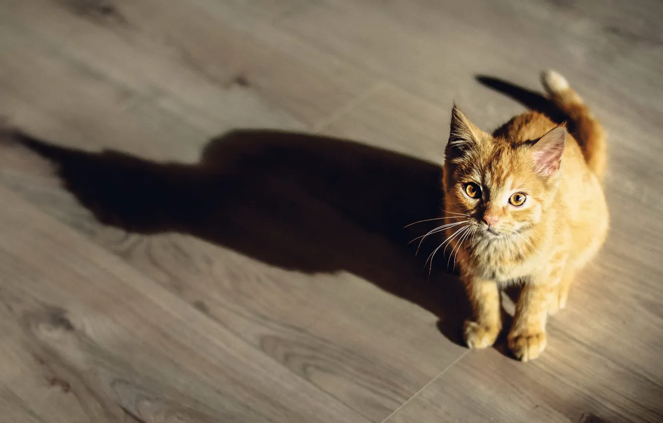 Photo wallpaper cat, look, light, pose, kitty, shadow, red, flooring
