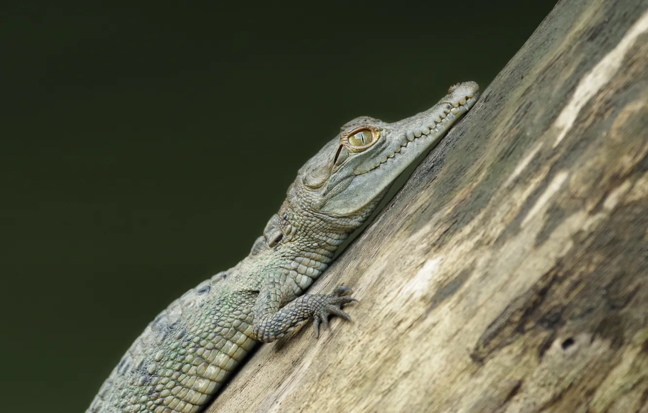Photo wallpaper crocodile, log, cub, crocodile