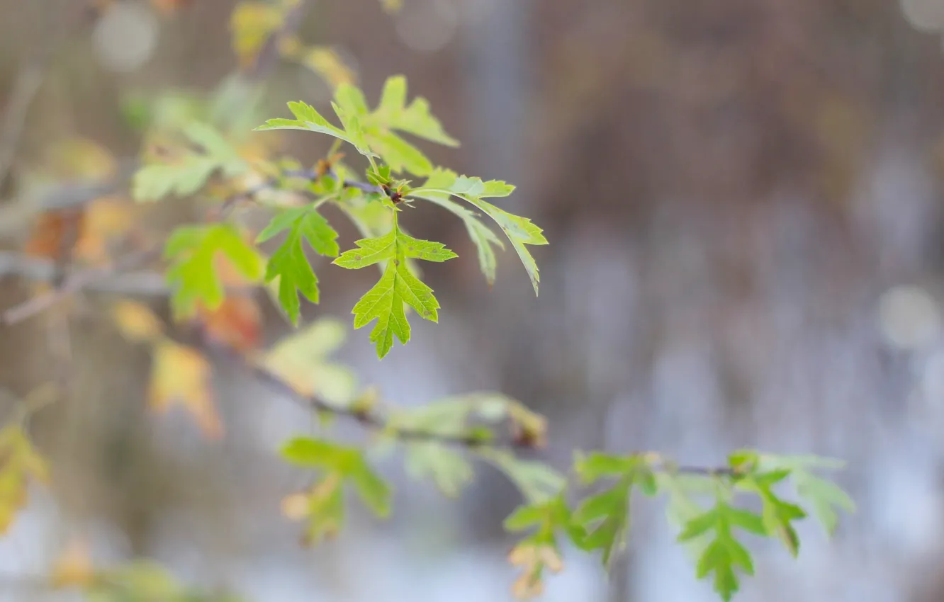 Photo wallpaper green, leaf, twig