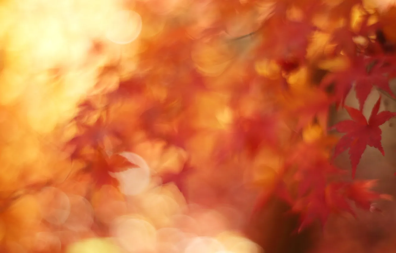Photo wallpaper autumn, macro, foliage, maple, bokeh, November