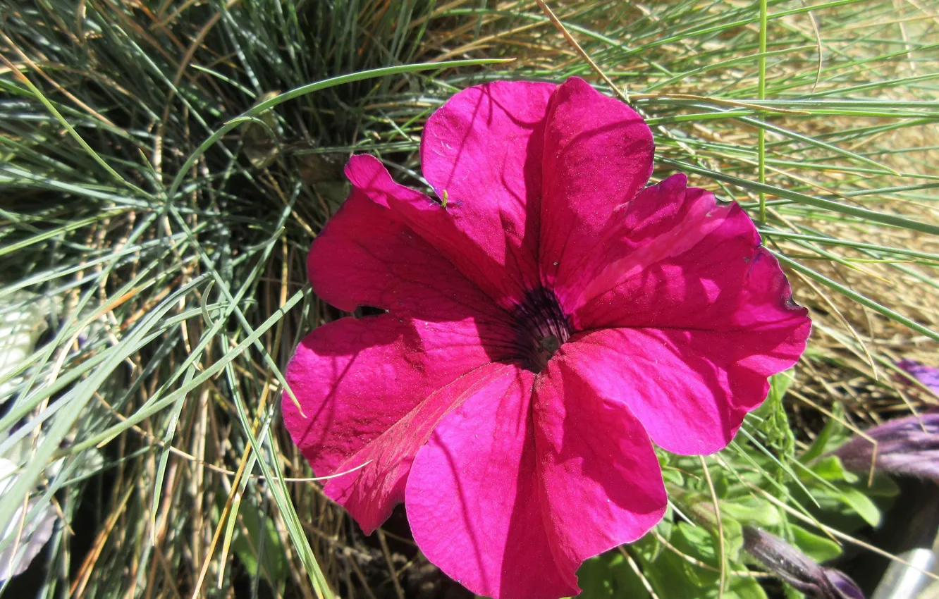 Photo wallpaper April, Petunia, spring 2018, Mamala ©