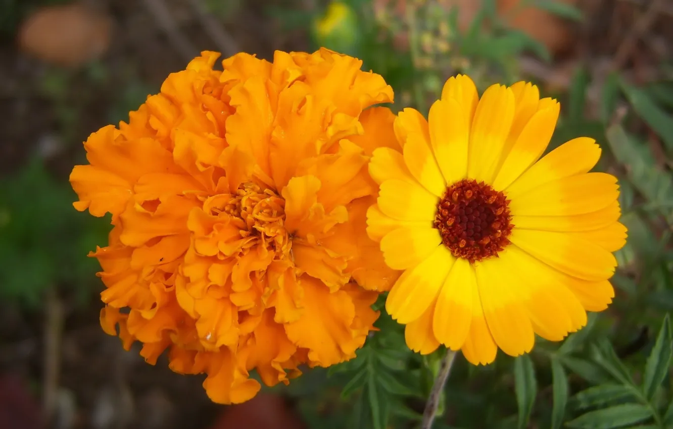 Photo wallpaper macro, flowers, orange, calendula, barhatets, Meduzanol ©
