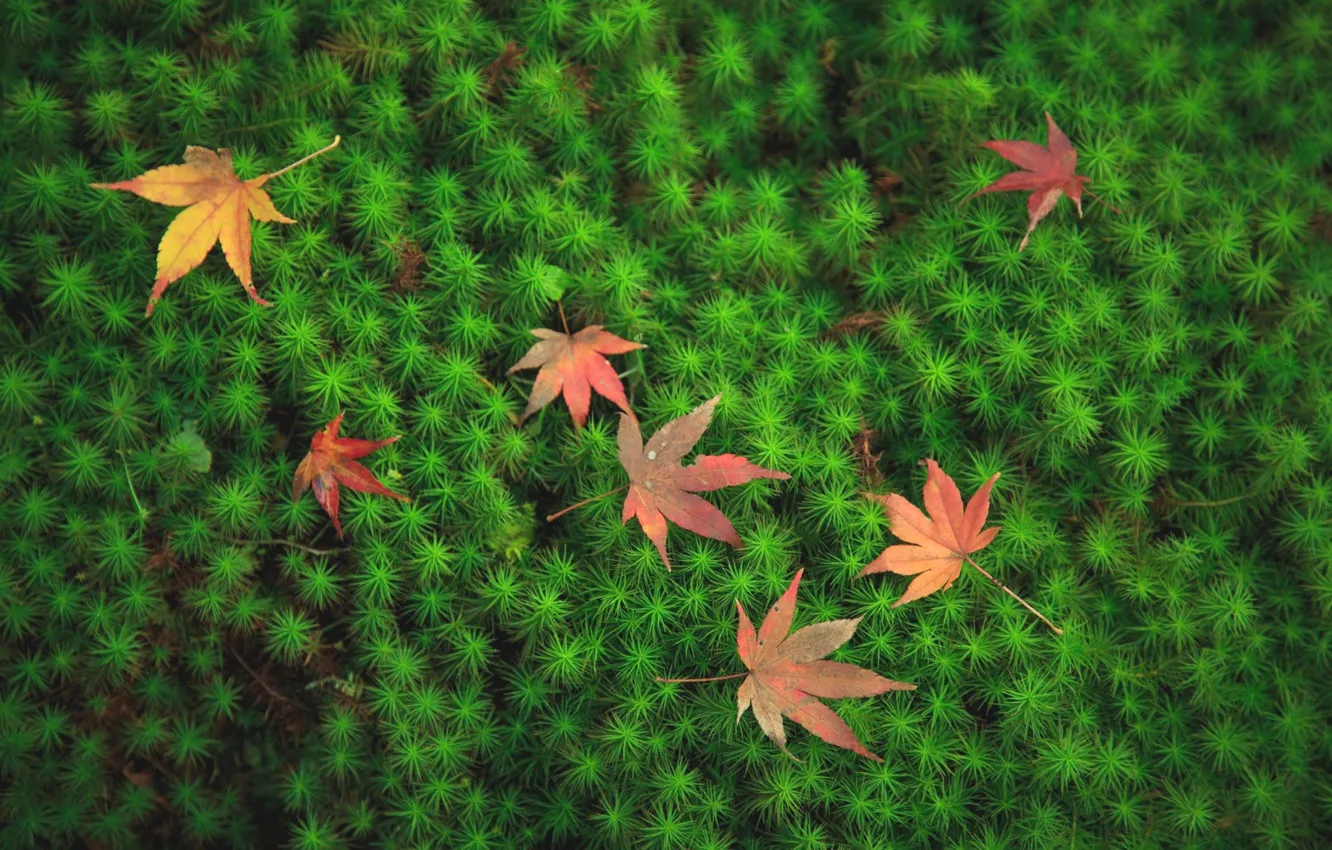 Photo wallpaper leaves, macro, moss