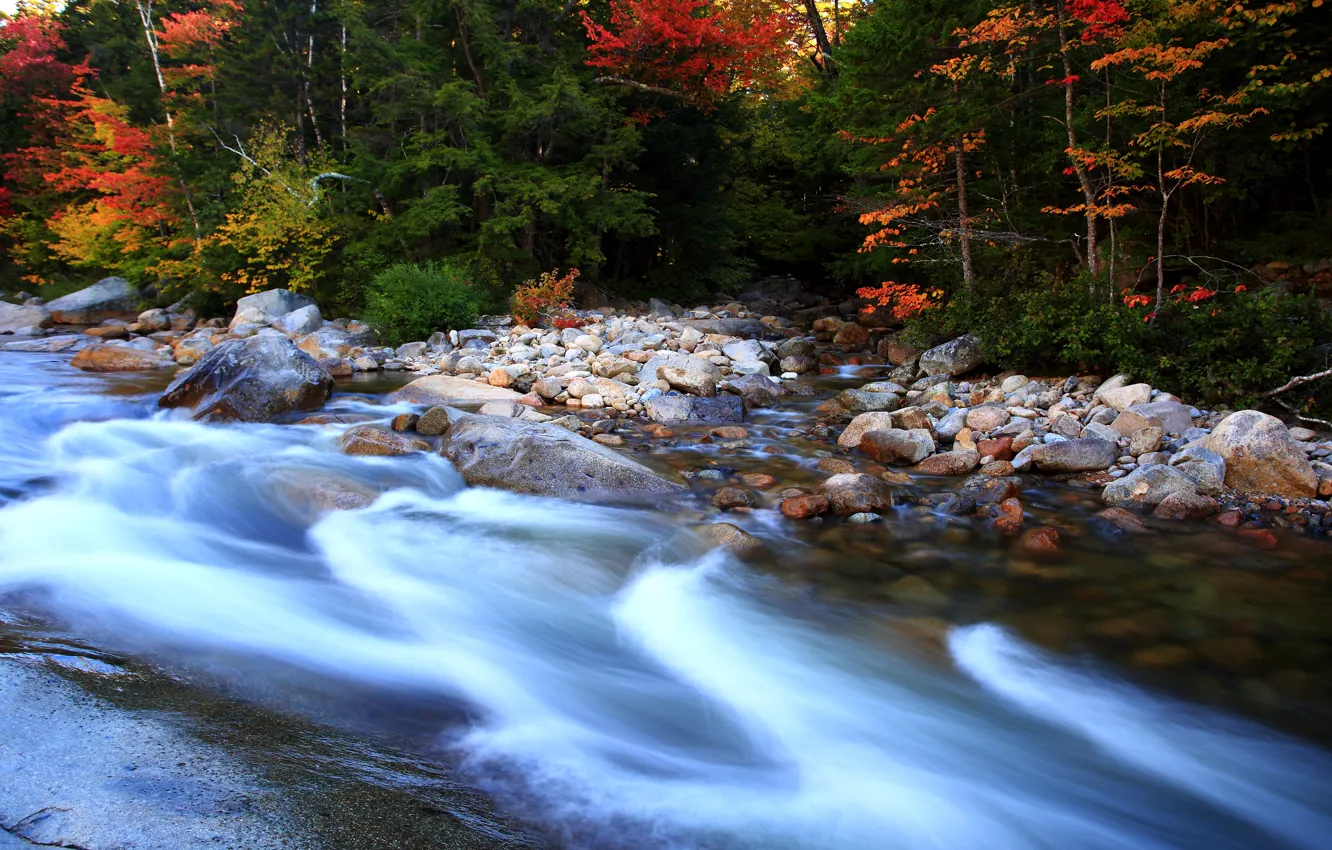 Photo wallpaper autumn, forest, trees, stones, stream, colors, river, forest