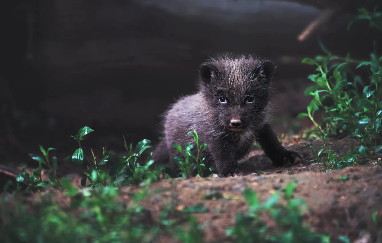Photo wallpaper look, leaves, nature, glade, baby, puppy, cub, face
