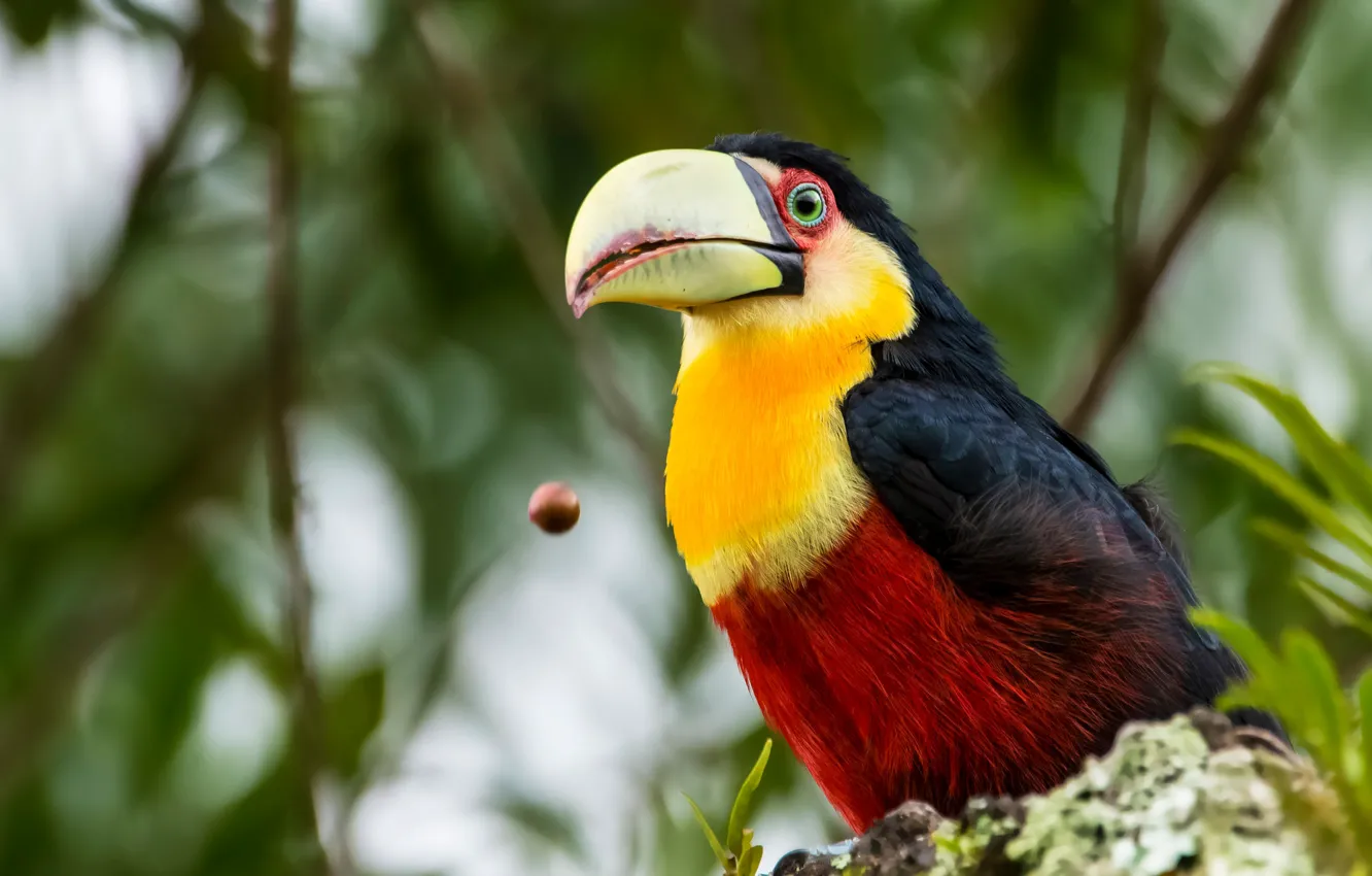 Photo wallpaper branches, bird, Toucan, bokeh