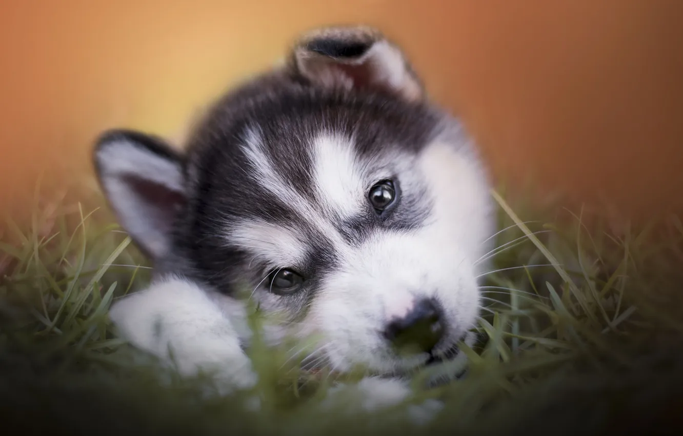 Photo wallpaper look, nature, pose, dog, puppy, face