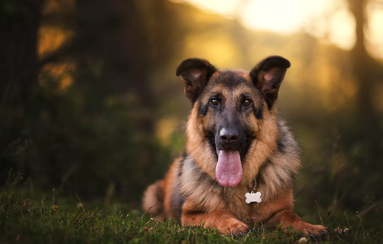 Photo wallpaper language, look, face, light, nature, dog, bokeh, shepherd