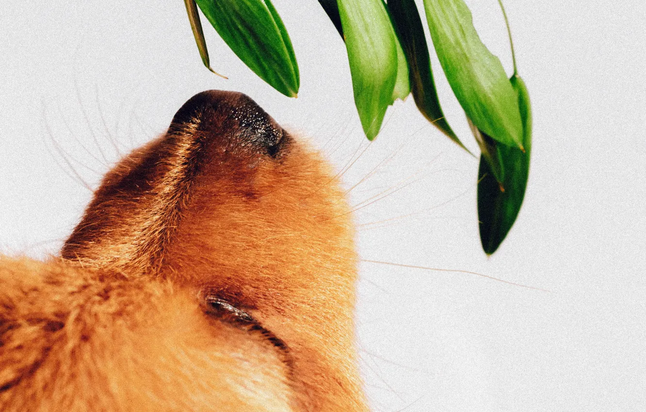 Photo wallpaper face, plant, dog, nose, puppy, sniffing