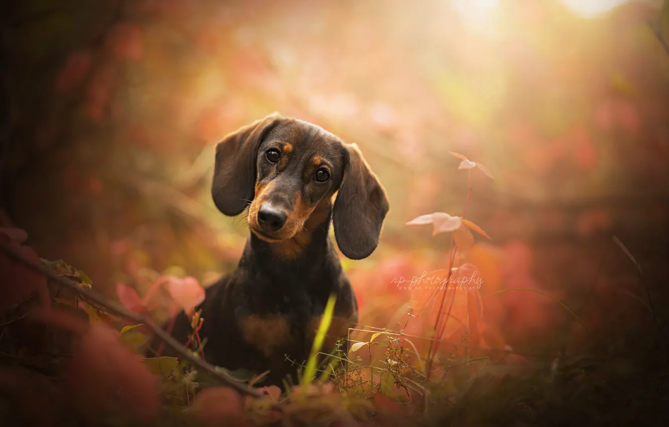 Photo wallpaper look, face, dog, Dachshund, ears, bokeh