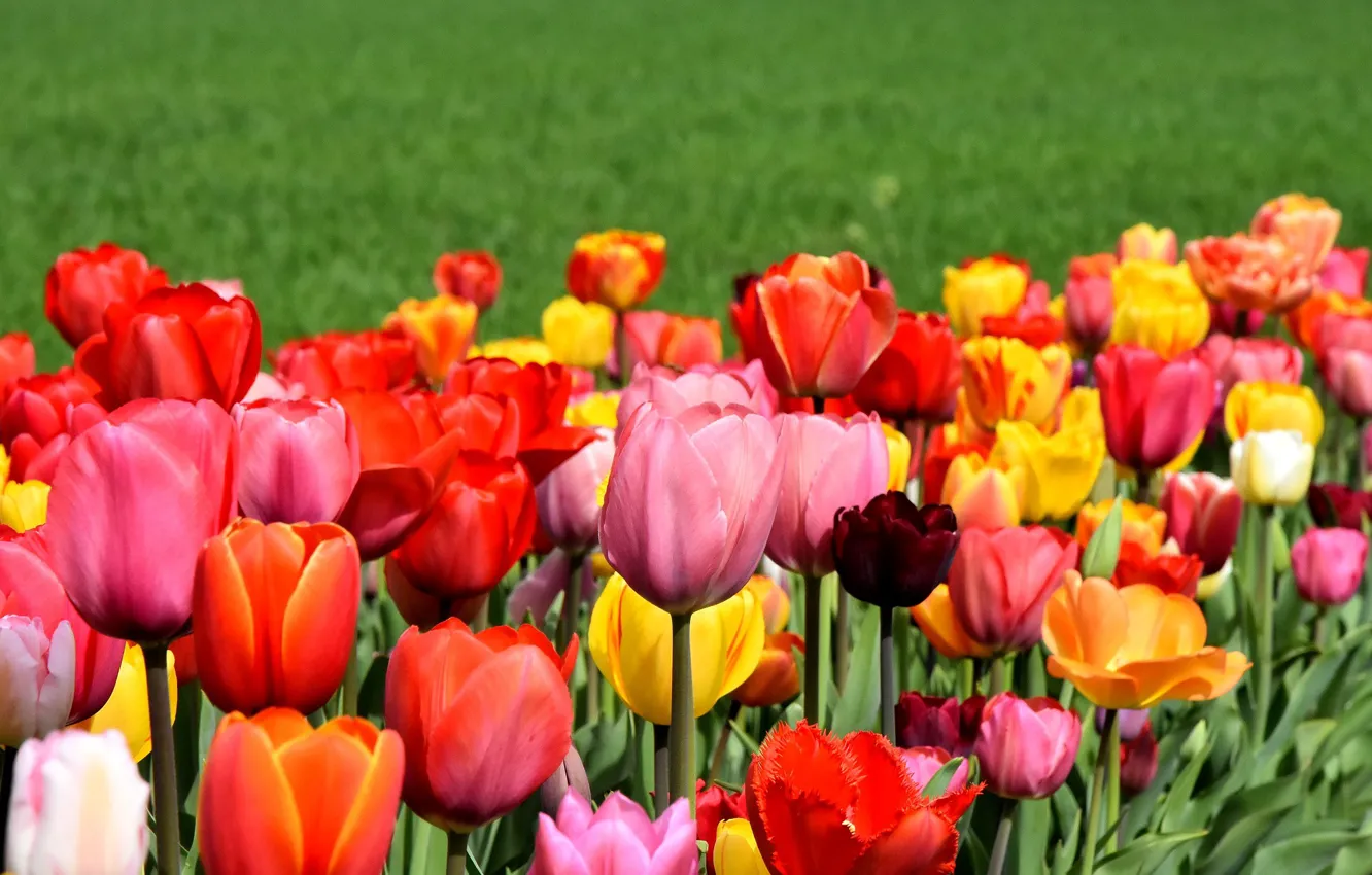 Photo wallpaper flowers, spring, Tulips