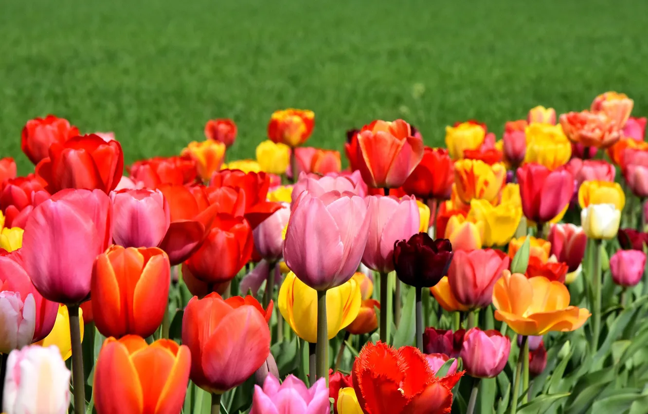 Photo wallpaper flowers, spring, tulips