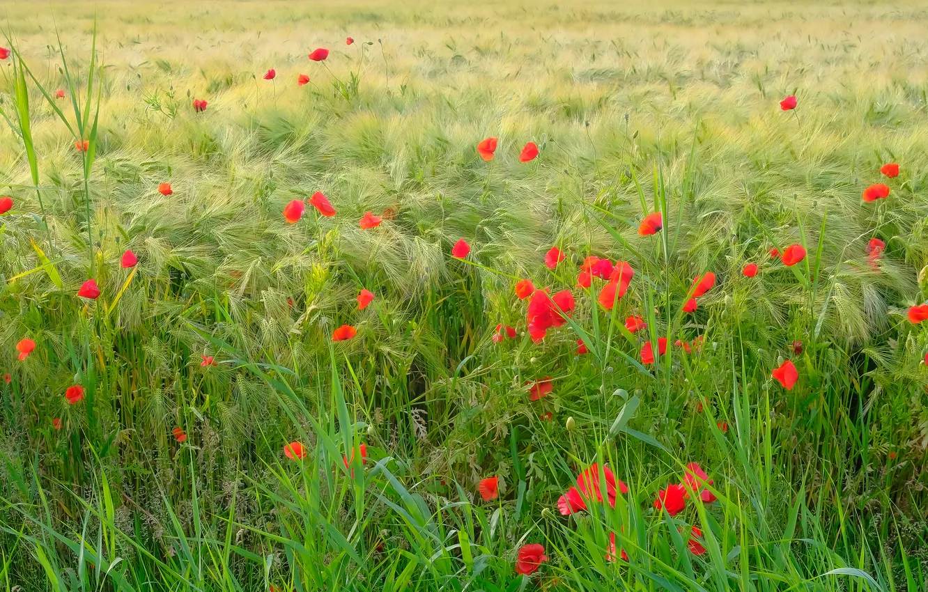 Photo wallpaper greens, summer, flowers, red, rye, Maki, meadow, space
