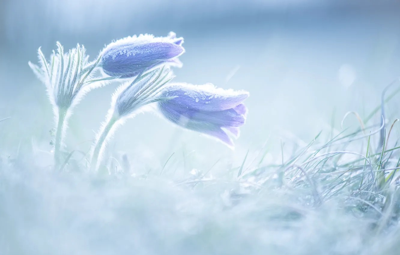Photo wallpaper flowers, spring, lilac, cross