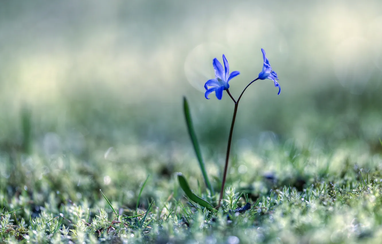 Photo wallpaper grass, flowers, spring, Scilla