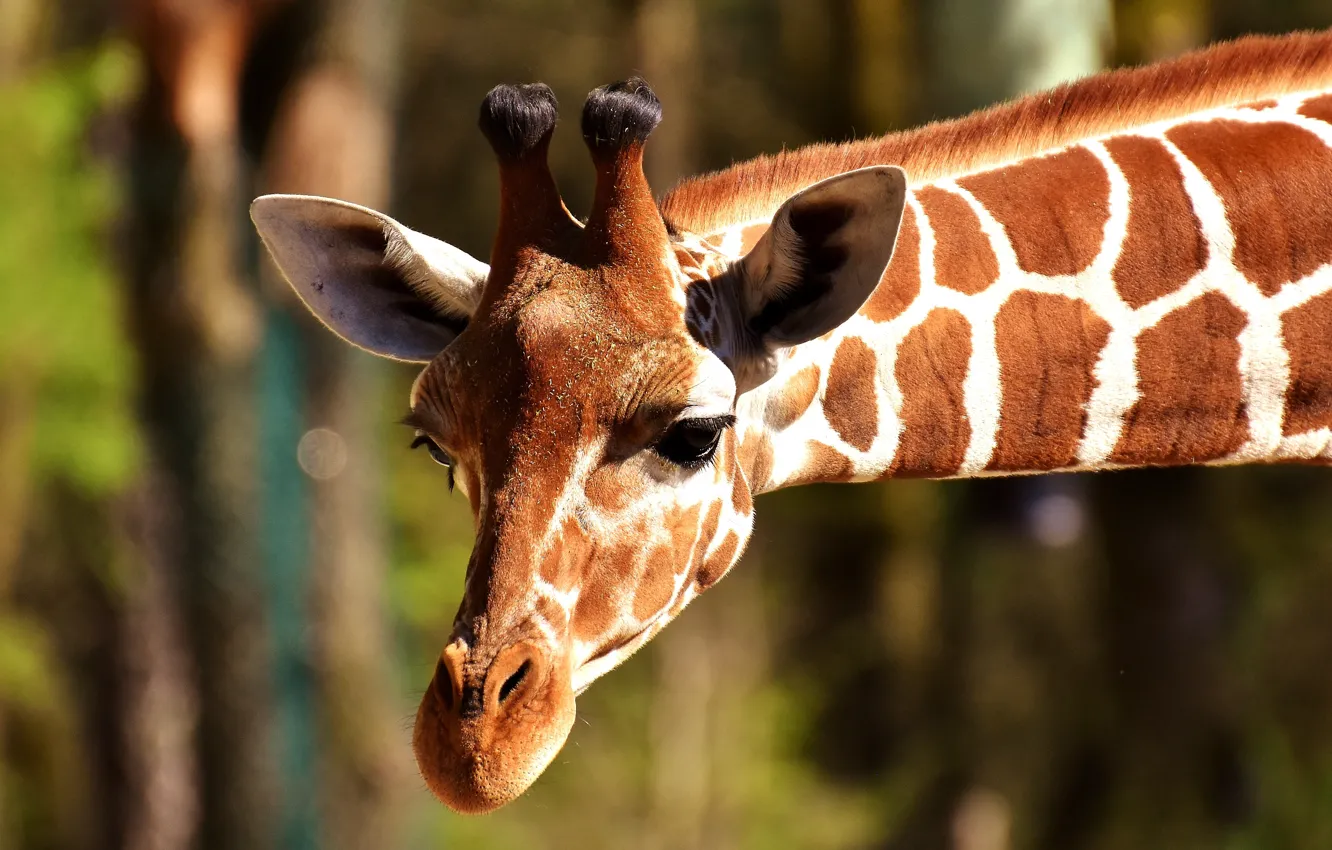 Photo wallpaper animal, head, giraffe, horn, neck