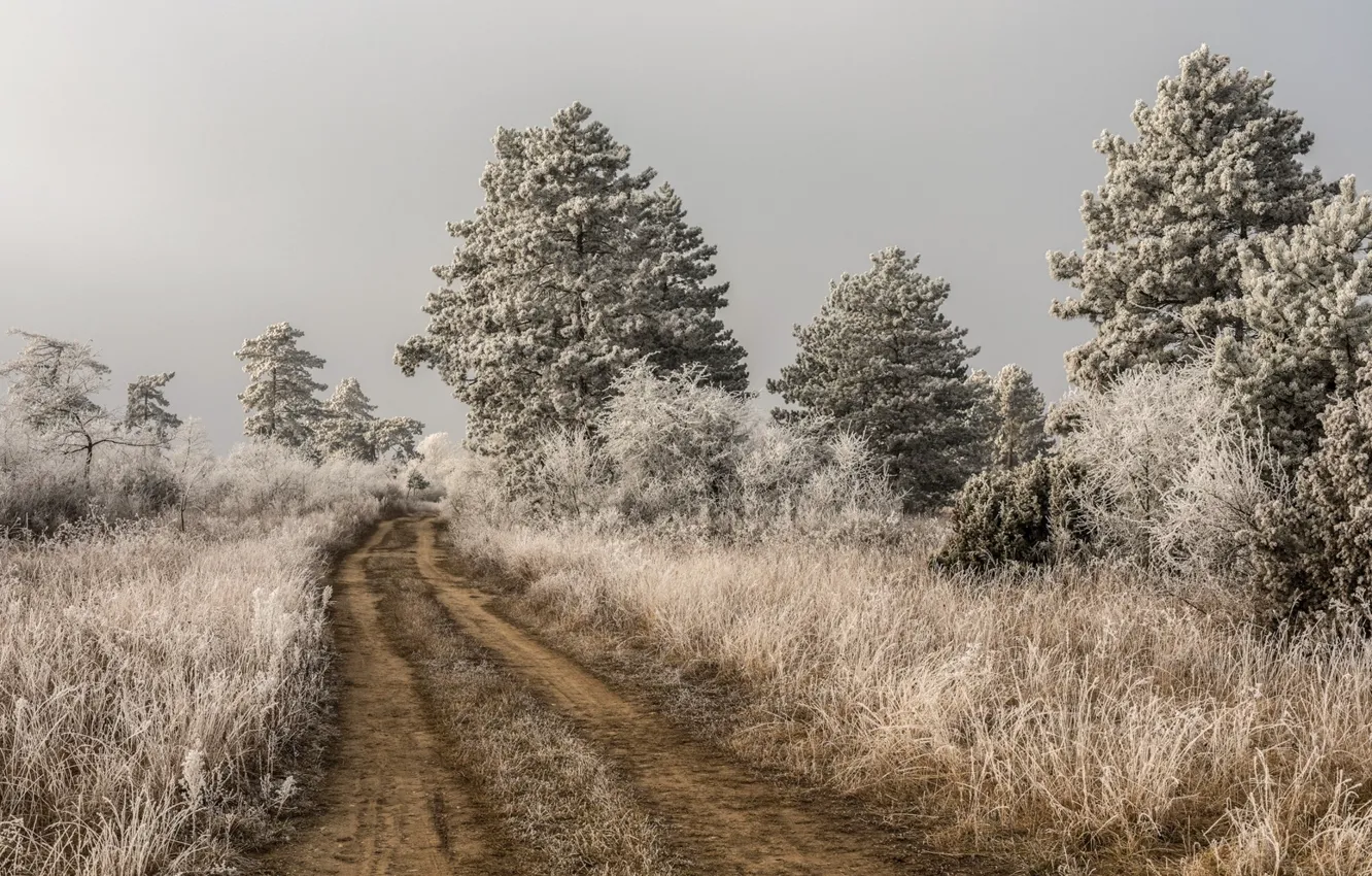 Photo wallpaper winter, frost, road, trees