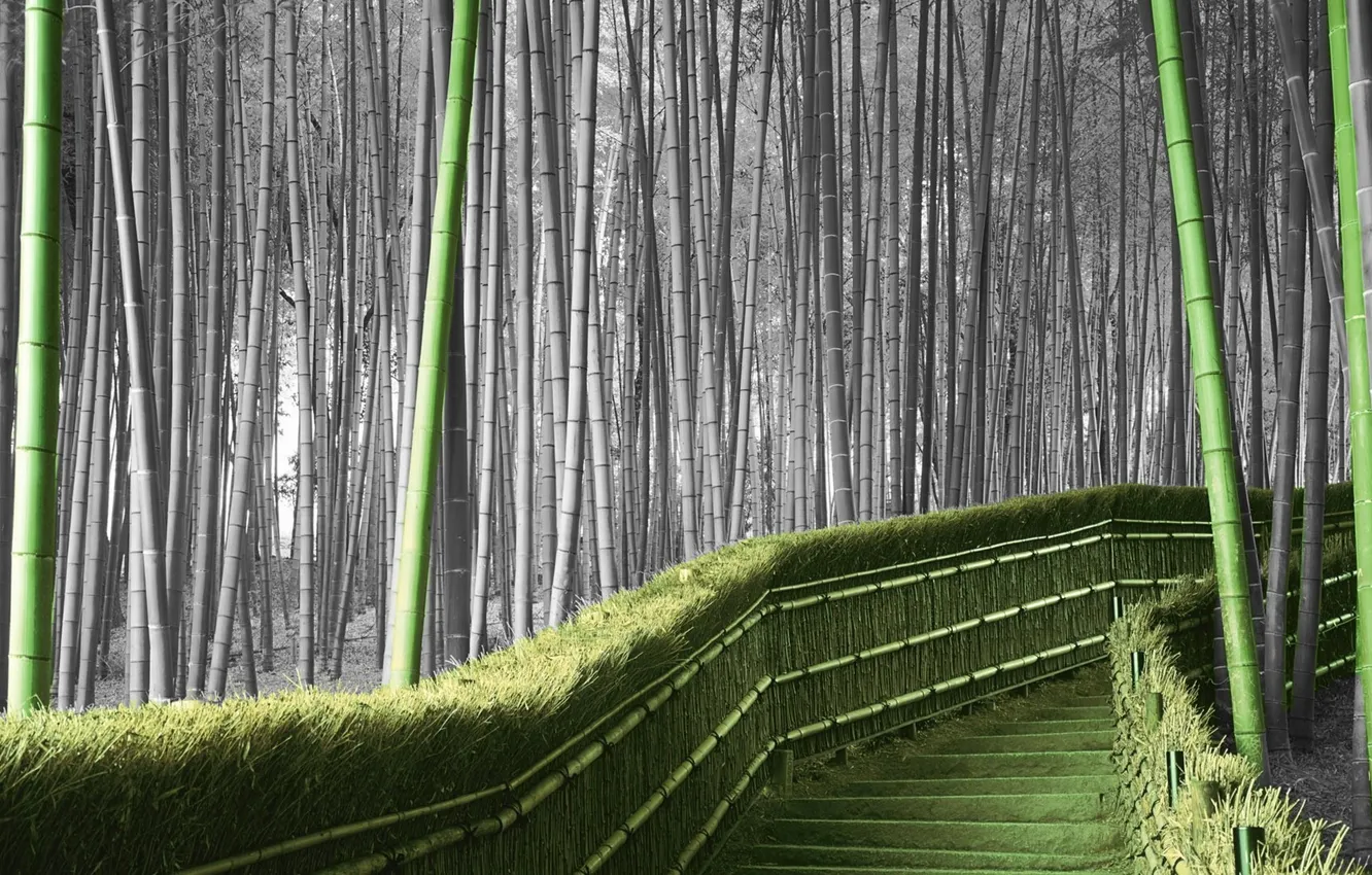 Photo wallpaper color, bamboo, ladder