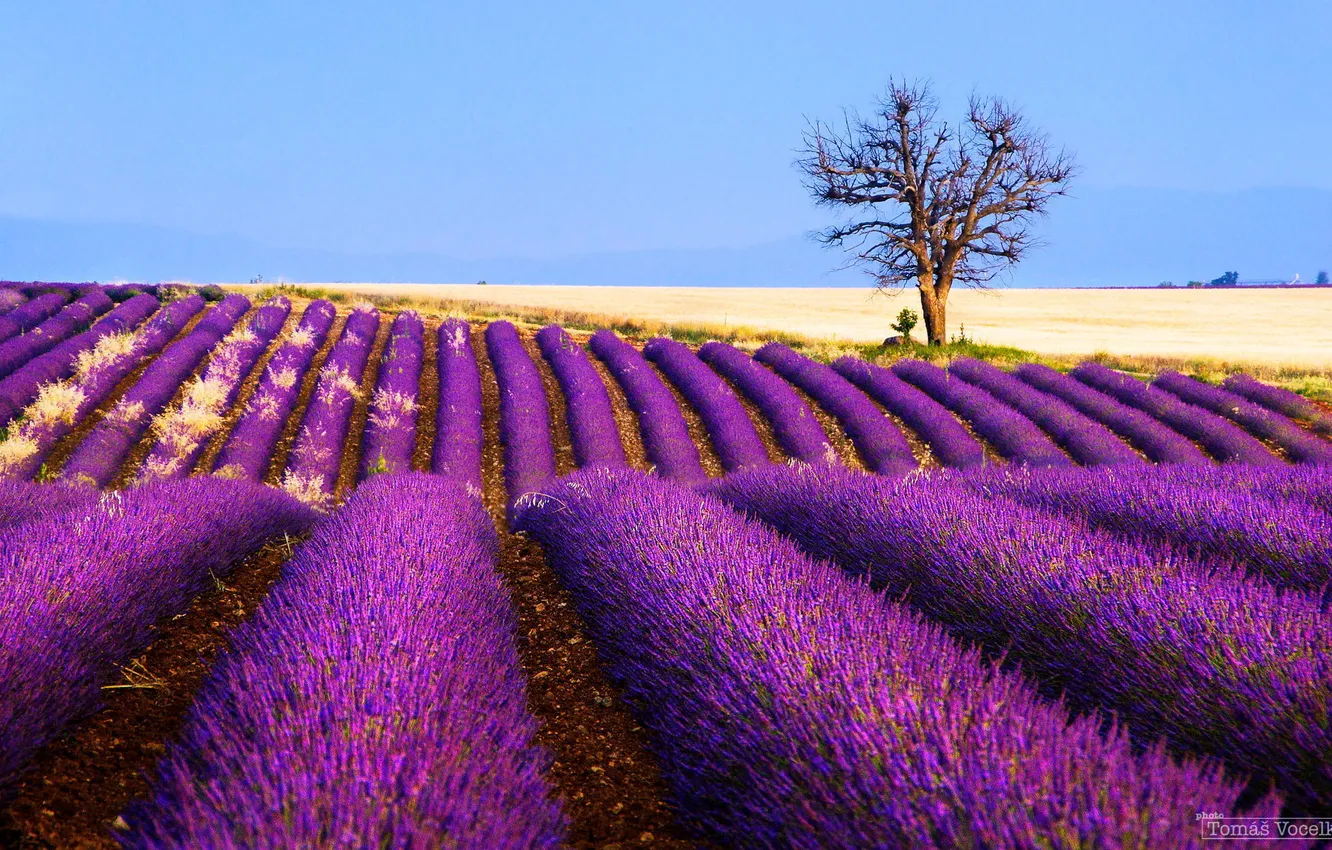 Photo wallpaper field, flowers, tree, France, lavender, plantation