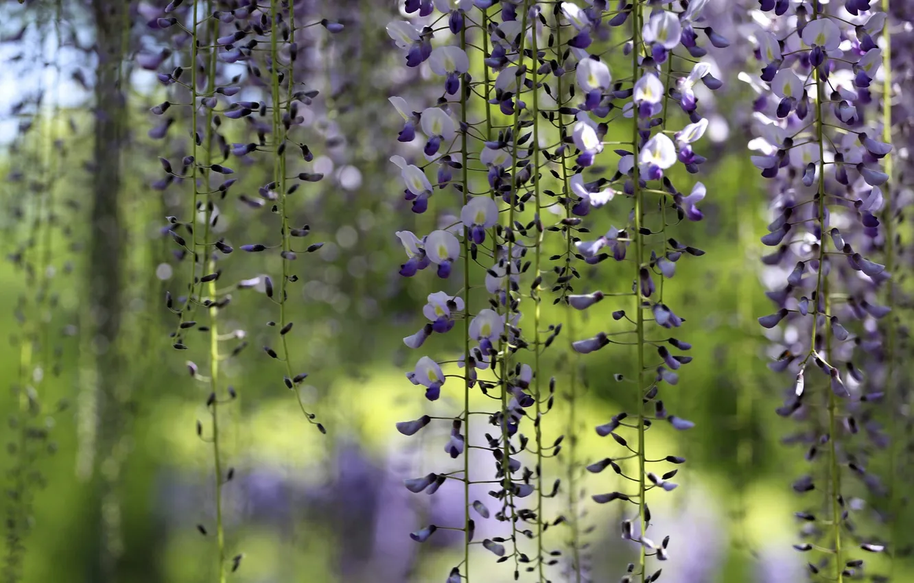Photo wallpaper tree, brush, flowers, lilac, Wisteria