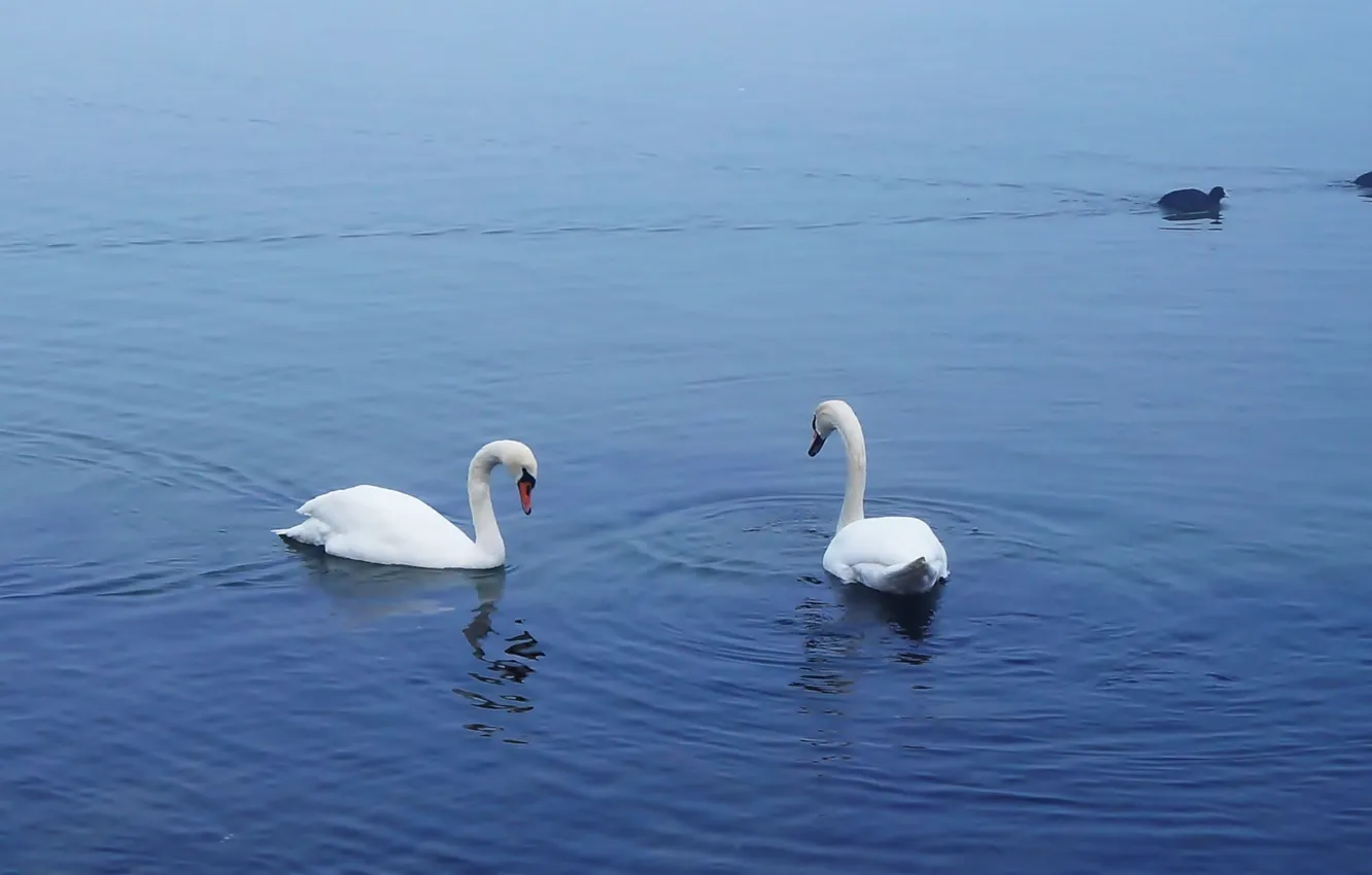 Photo wallpaper swan, bird, water, lake