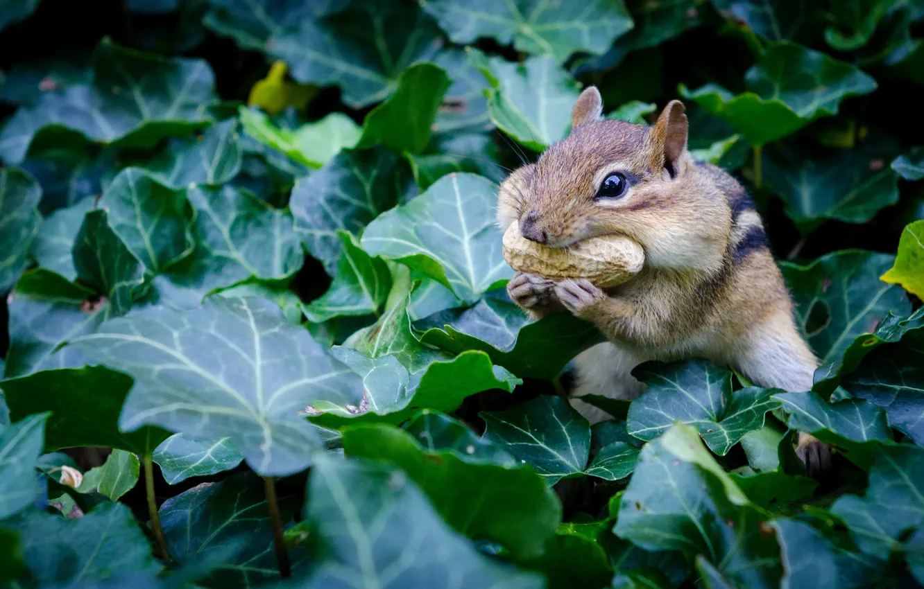 Photo wallpaper leaves, Chipmunk, rodent, peanuts