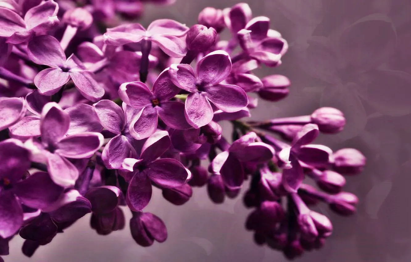 Photo wallpaper flowers, spring, lilac, inflorescence