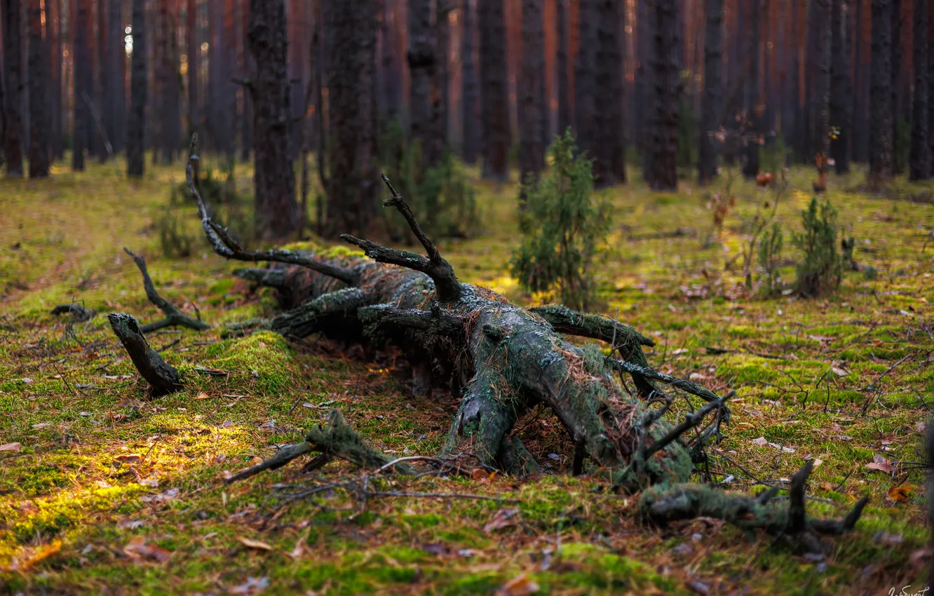 Photo wallpaper forest, moss, dead tree