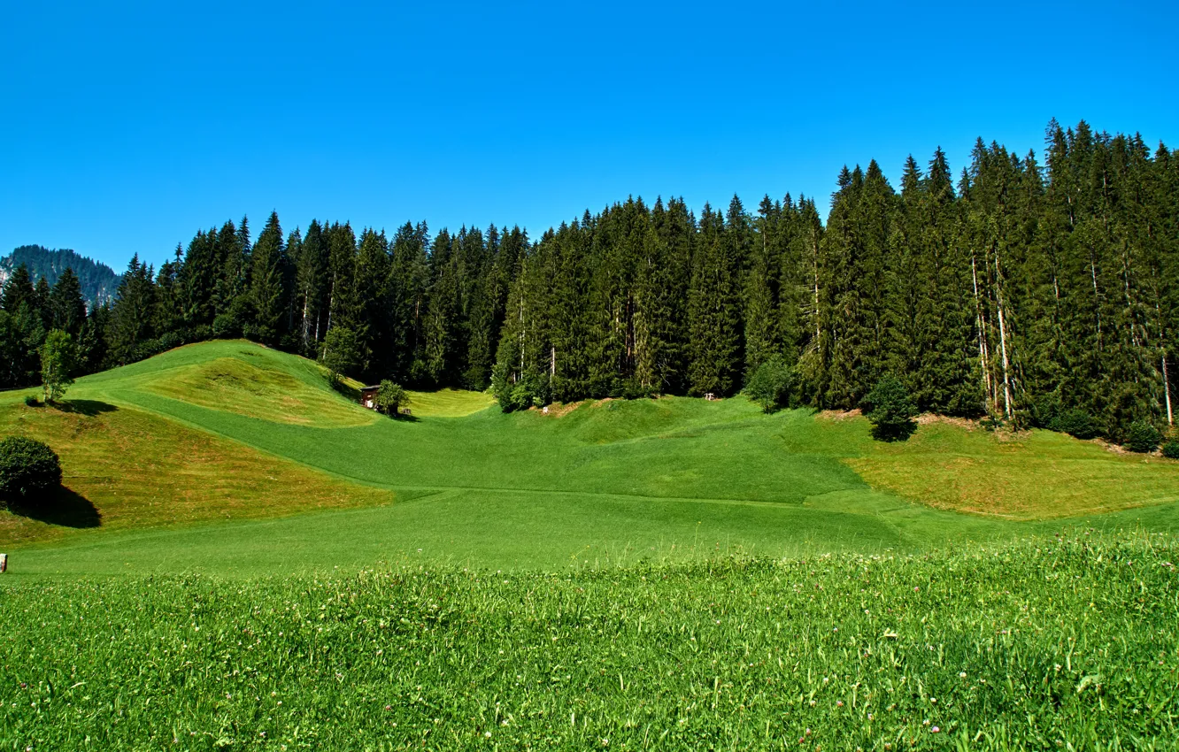 Photo wallpaper greens, field, forest, the sky, grass, trees, mountains, blue