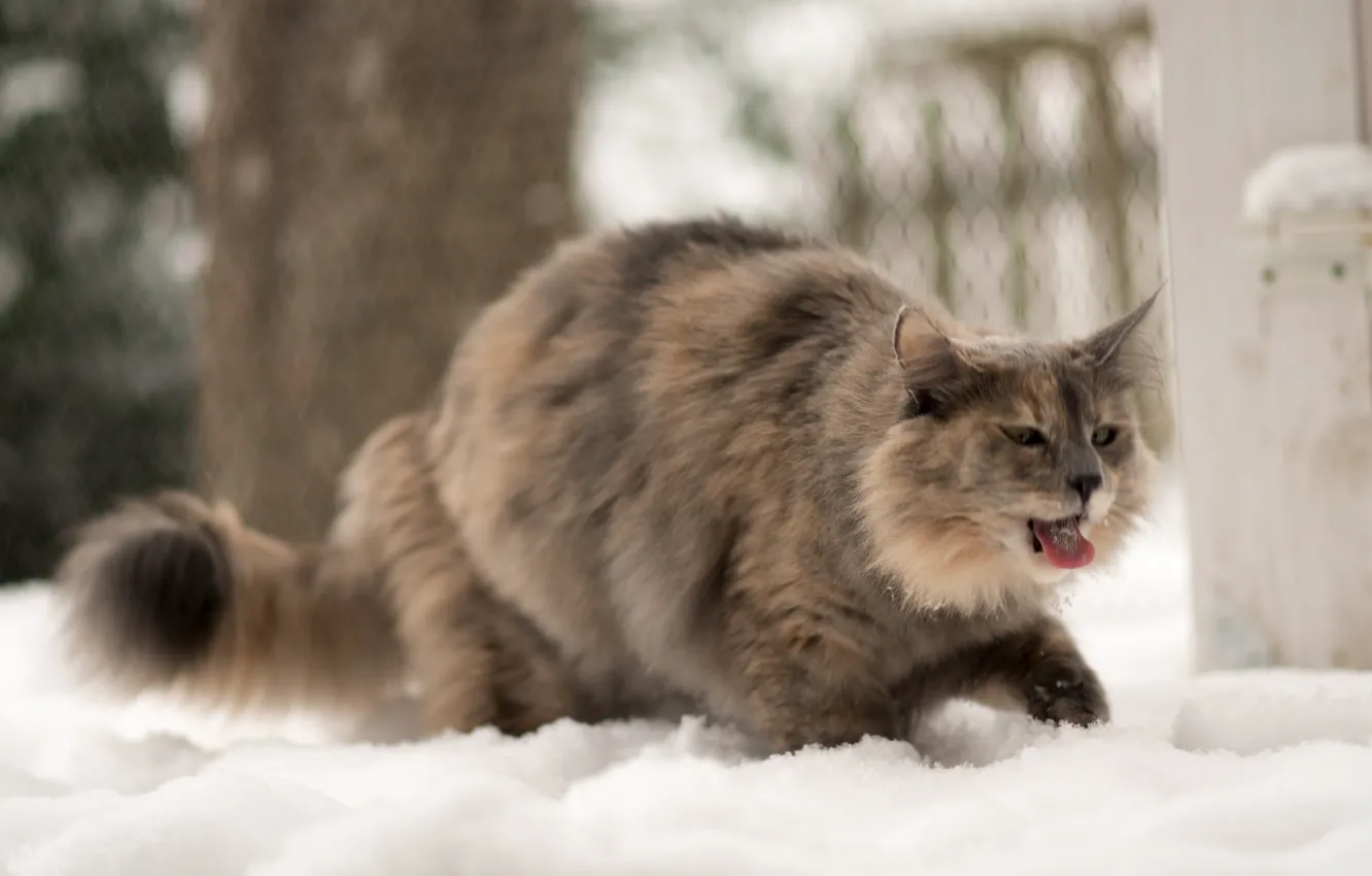 Photo wallpaper winter, language, cat