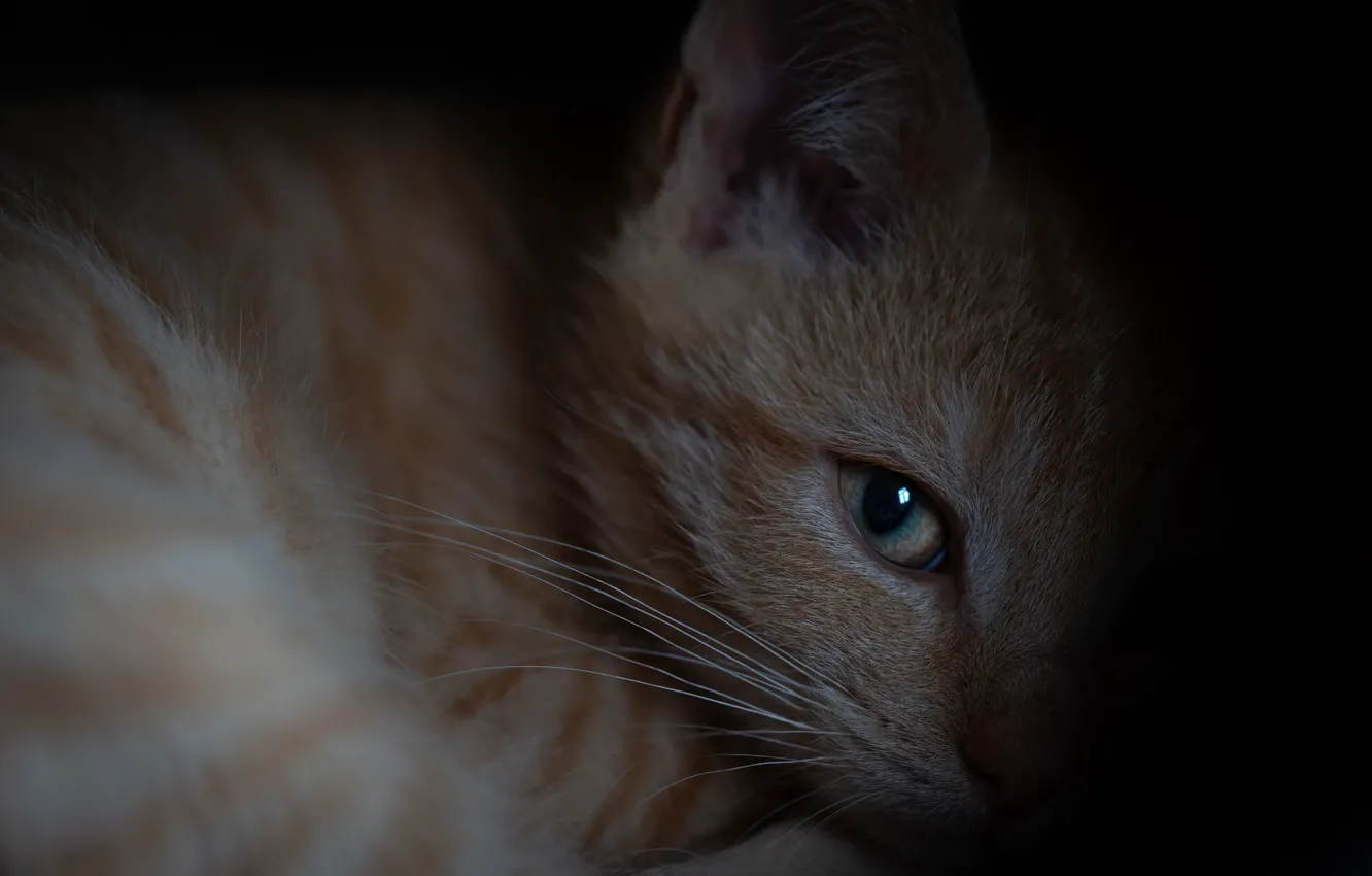 Photo wallpaper cat, eyes, cat, look, close-up, pose, darkness, portrait