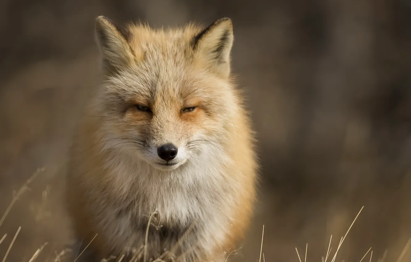 Photo wallpaper nature, background, Fox