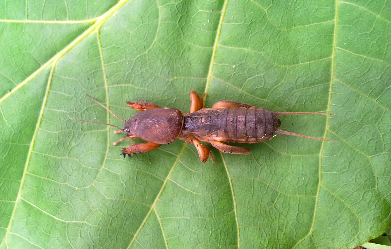 Photo wallpaper summer, the garden, pest, Medvedka