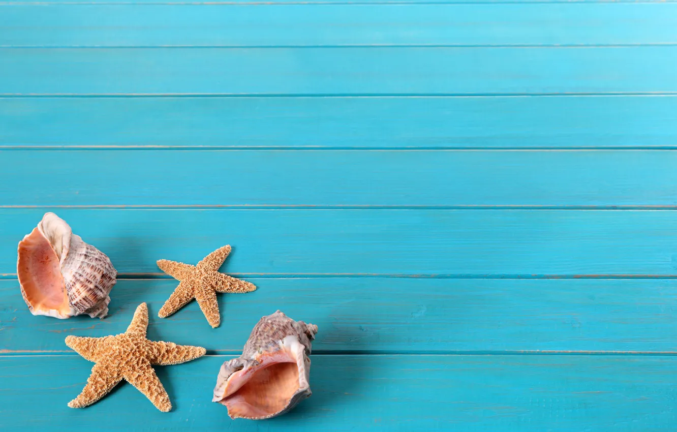 Photo wallpaper Shell, Background, Starfish