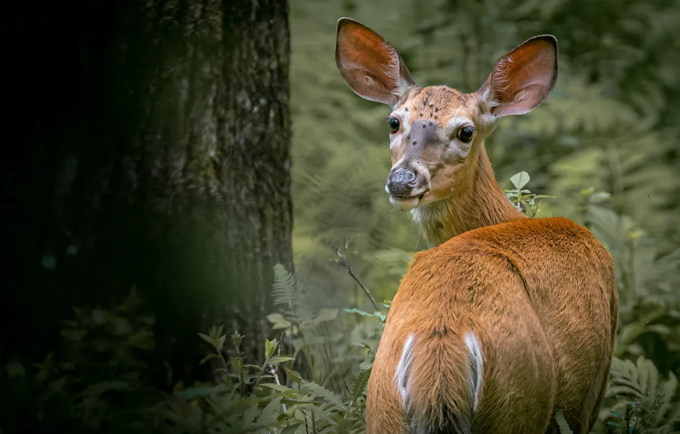 Photo wallpaper forest, grass, nature, animal, deer